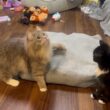 すすきで戯れる猫 ラガマフィン サイベリアンCats playing in the pampas grass. Ragamuffin. Siberian