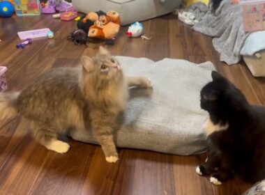 すすきで戯れる猫　ラガマフィン　サイベリアンCats playing in the pampas grass. Ragamuffin. Siberian