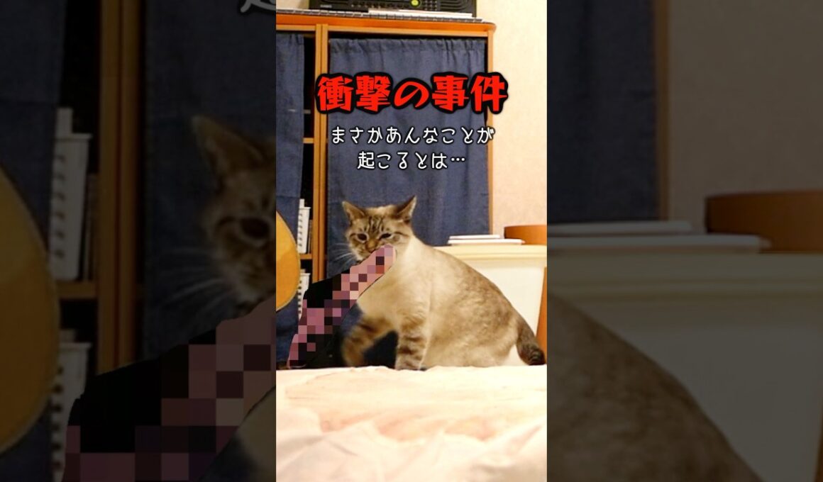 猫が咥えているのは、一体何なんだ…？