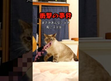 猫が咥えているのは、一体何なんだ…？