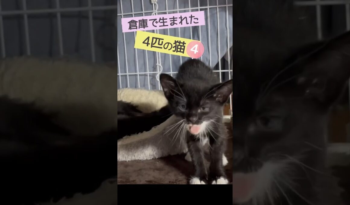 倉庫で生まれた子猫たち④  #shorts #保護猫 #子猫