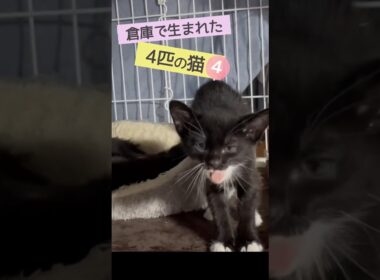 倉庫で生まれた子猫たち④  #shorts #保護猫 #子猫