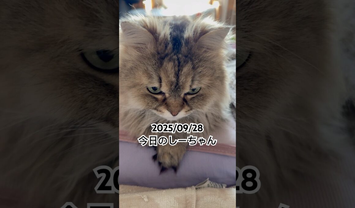 2025/09/28今日のしーちゃん #猫 #ペルシャ #シエル #cat #猫のいる暮らし
