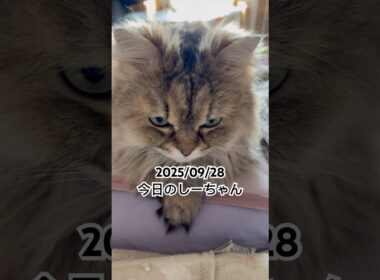 2025/09/28今日のしーちゃん #猫 #ペルシャ #シエル #cat #猫のいる暮らし