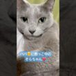 可愛い が止まらない❤️ #猫 #ロシアンブルー #猫のいる暮らし  #shorts