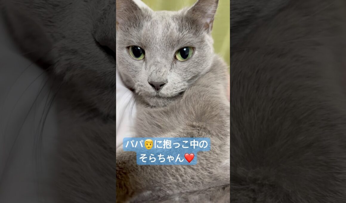 可愛い が止まらない❤️ #猫 #ロシアンブルー #猫のいる暮らし  #shorts