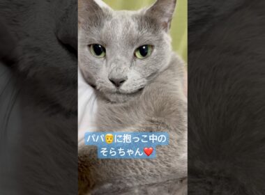 可愛い が止まらない❤️ #猫 #ロシアンブルー #猫のいる暮らし  #shorts