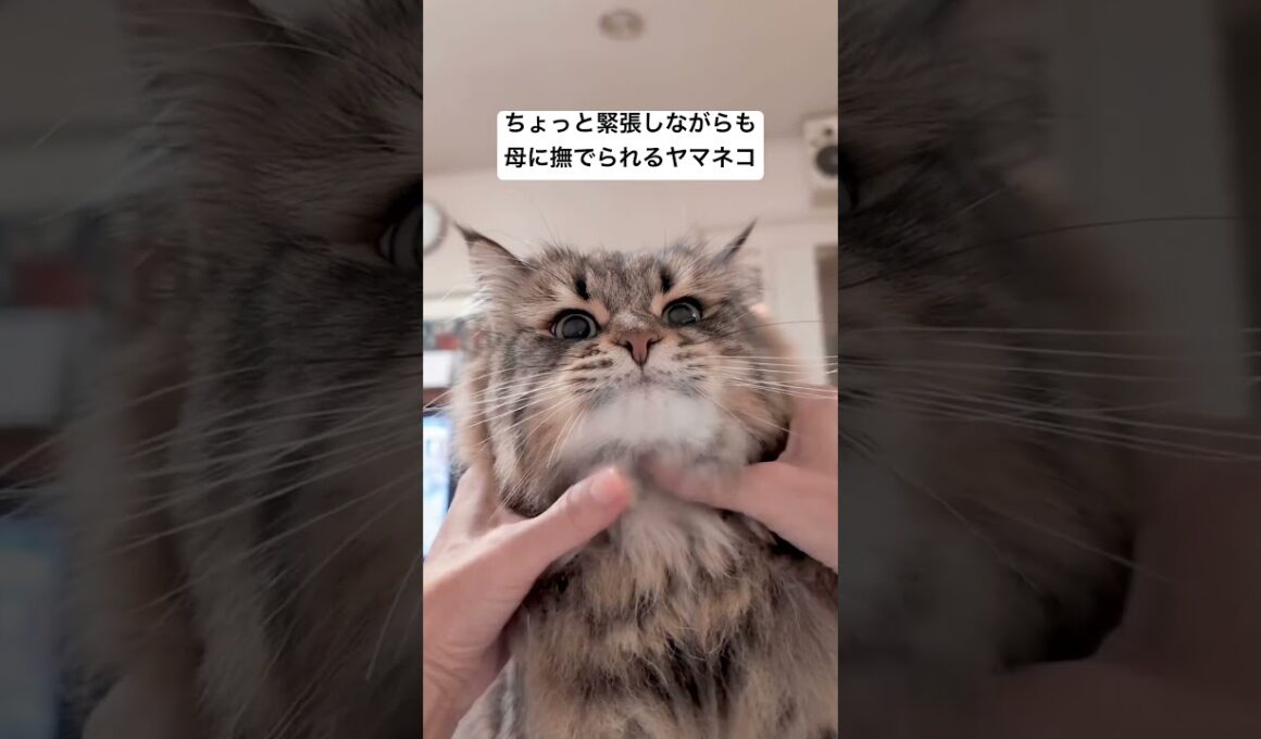 ガチガチネコちゃん #サイベリアン #cat #猫 #ヤマネコ