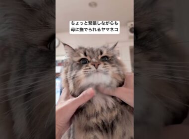 ガチガチネコちゃん #サイベリアン #cat #猫 #ヤマネコ