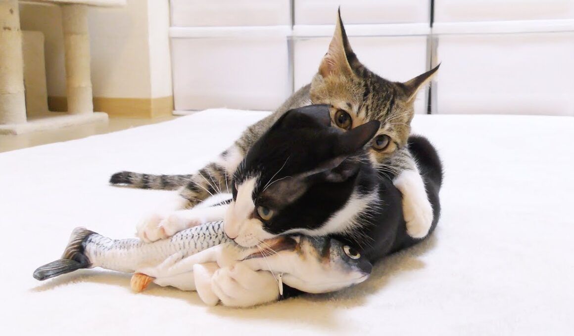 子猫たちに動く魚のおもちゃをプレゼントしたら過去一盛り上がってましたww