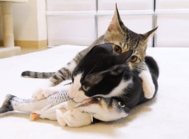 子猫たちに動く魚のおもちゃをプレゼントしたら過去一盛り上がってましたww