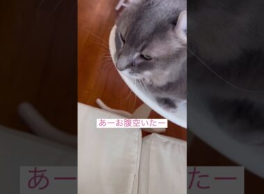 おはようございます #ねこ動画 #アメリカンカール #catshorts