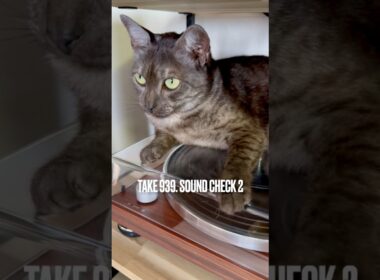 #サウンドチェック中 #soundcheck #洋楽が好き #egyptianmaucat #エジプシャンマウ #エジプシャンマウスモーク #エジプシャンマウの仲間たち #shorts