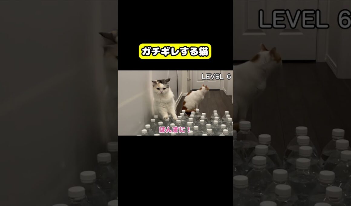 ガチギレする猫　#猫 #おもしろ #アテレコ #ニャンチューバーつくし