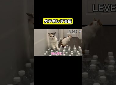 ガチギレする猫　#猫 #おもしろ #アテレコ #ニャンチューバーつくし
