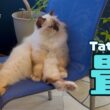 バーマン猫ラフ【畳】Tatami(バーマン猫)Birman/Cat