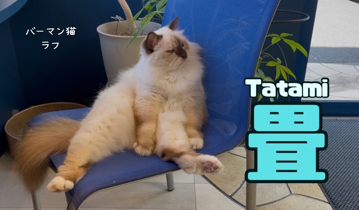 バーマン猫ラフ【畳】Tatami（バーマン猫）Birman/Cat