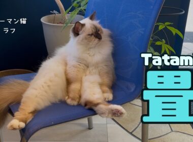 バーマン猫ラフ【畳】Tatami（バーマン猫）Birman/Cat