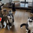 子猫達のアピールをしたい代表VSかまっておじさん猫