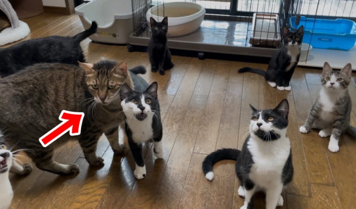 子猫達のアピールをしたい代表VSかまっておじさん猫