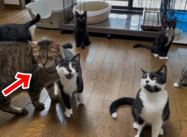 子猫達のアピールをしたい代表VSかまっておじさん猫