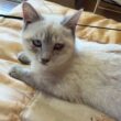 まだ、少し結膜炎のシャムの子ネコ雫、ナデナデ。早く、よくなってね①