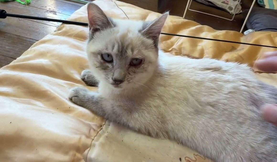 まだ、少し結膜炎のシャムの子ネコ雫、ナデナデ。早く、よくなってね①