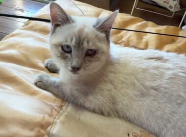 まだ、少し結膜炎のシャムの子ネコ雫、ナデナデ。早く、よくなってね①