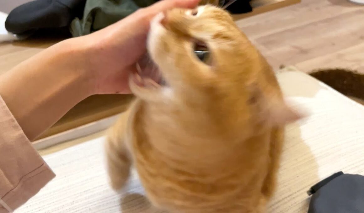 理不尽な八つ当たりにあいました…