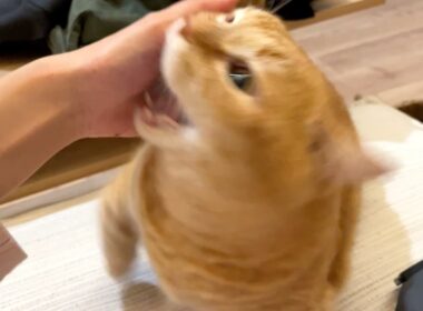 理不尽な八つ当たりにあいました…