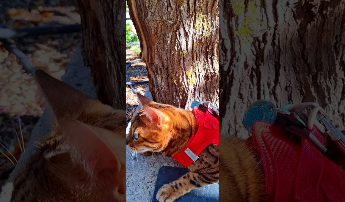 BENGALI PRETTYCAT THE BENGAL CAT KNI #gatos #kiminotoriko #cat #trendingshorts #catshorts #bella