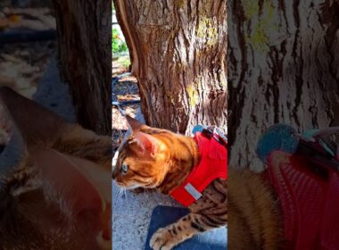 BENGALI PRETTYCAT THE BENGAL CAT KNI #gatos #kiminotoriko #cat #trendingshorts #catshorts #bella