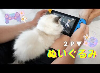 ぬいぐるみ(？)の前でゲームをすると、こうなります🫠🎮｜甘えん坊過ぎるラグドール子猫🧸