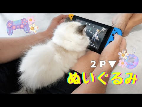 ぬいぐるみ(？)の前でゲームをすると、こうなります🫠🎮｜甘えん坊過ぎるラグドール子猫🧸