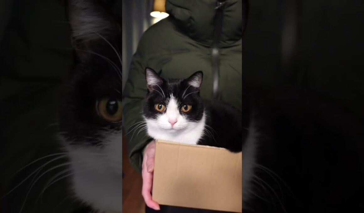 配達員さんが短足マンチカンのお届けです。どうぞお受け取りください #cat #マンチカン #猫 #munchkin #ハチワレ #猫動画