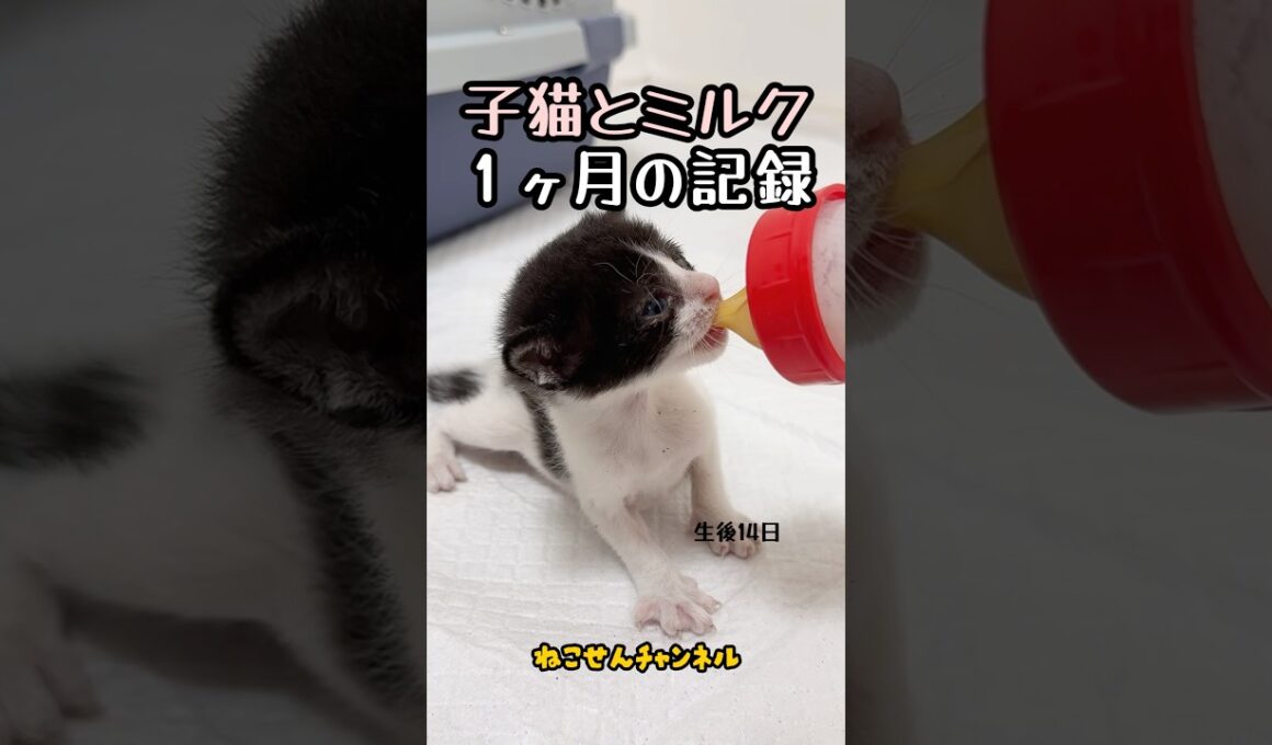 【投げ捨てられた子猫】ミルク姿で見る成長１ヶ月🍼 | ねこせん