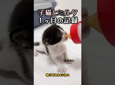【投げ捨てられた子猫】ミルク姿で見る成長１ヶ月🍼 | ねこせん