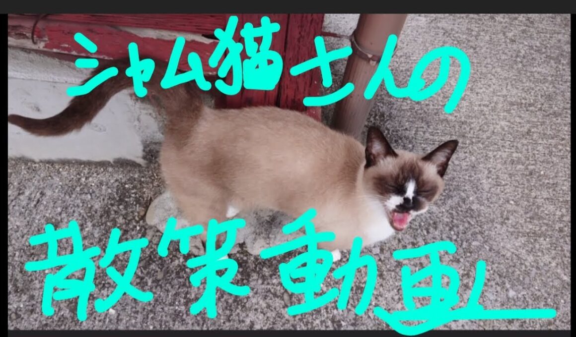 シャム猫さんの探索動画🐾25.10.21.火曜日