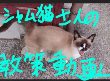 シャム猫さんの探索動画🐾25.10.21.火曜日