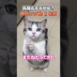 猫の種類を当てられる?可愛い猫の16種集めました