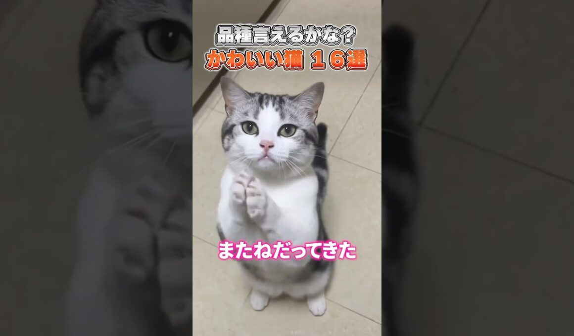 猫の種類を当てられる?可愛い猫の16種集めました
