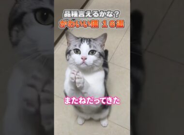 猫の種類を当てられる？可愛い猫の16種集めました