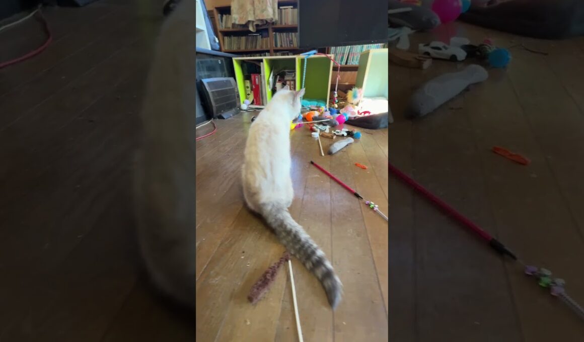 まだ、少し結膜炎のシャムの子ネコ雫、ナデナデ。早く、よくなってね② 歩き出し、黒猫の黒夢の所に行き、じゃれ始め