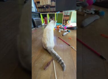 まだ、少し結膜炎のシャムの子ネコ雫、ナデナデ。早く、よくなってね② 歩き出し、黒猫の黒夢の所に行き、じゃれ始め