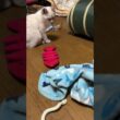 シャムの子ネコ雫「キジシロのルル、ネコトンネルに夢中。何してるの」行ってみたら、中に、黒猫の子ネコ黒夢が。3匹で、じゃれあっていたがw