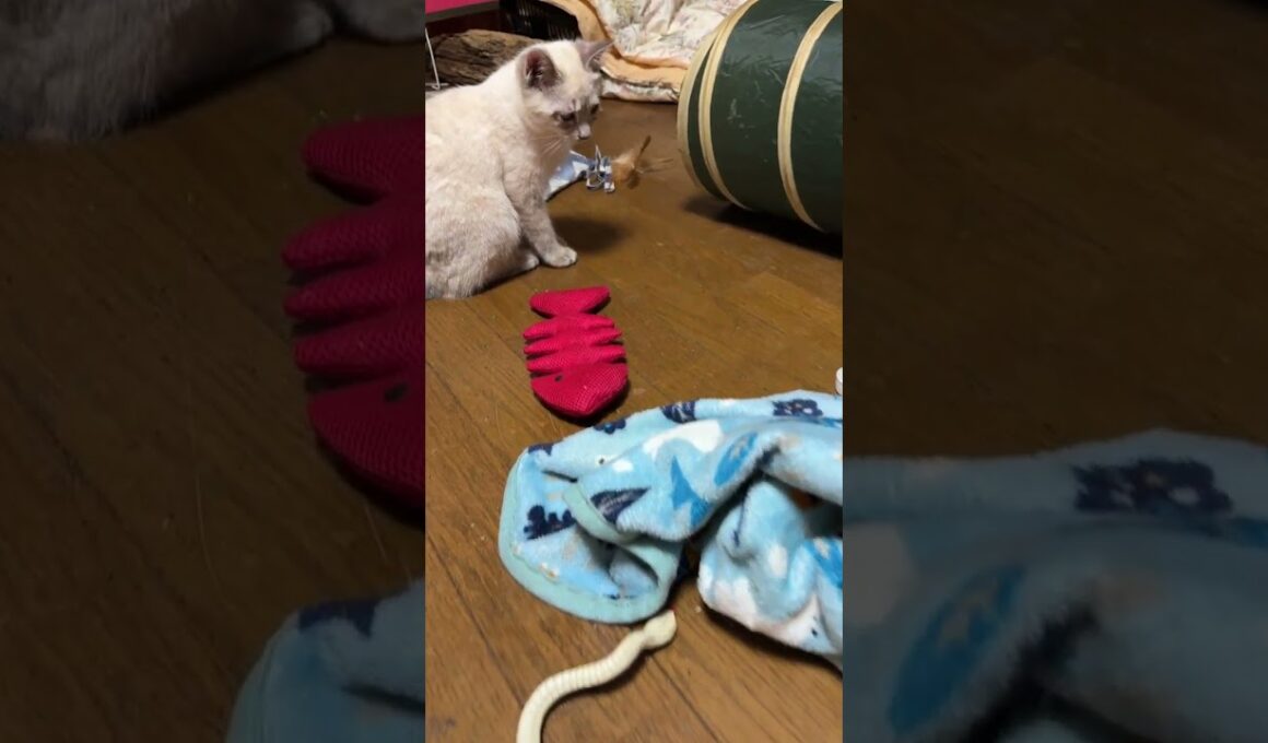 シャムの子ネコ雫「キジシロのルル、ネコトンネルに夢中。何してるの」行ってみたら、中に、黒猫の子ネコ黒夢が。3匹で、じゃれあっていたがw