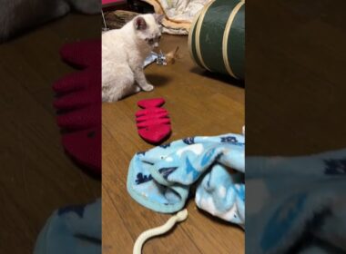 シャムの子ネコ雫「キジシロのルル、ネコトンネルに夢中。何してるの」行ってみたら、中に、黒猫の子ネコ黒夢が。3匹で、じゃれあっていたがw