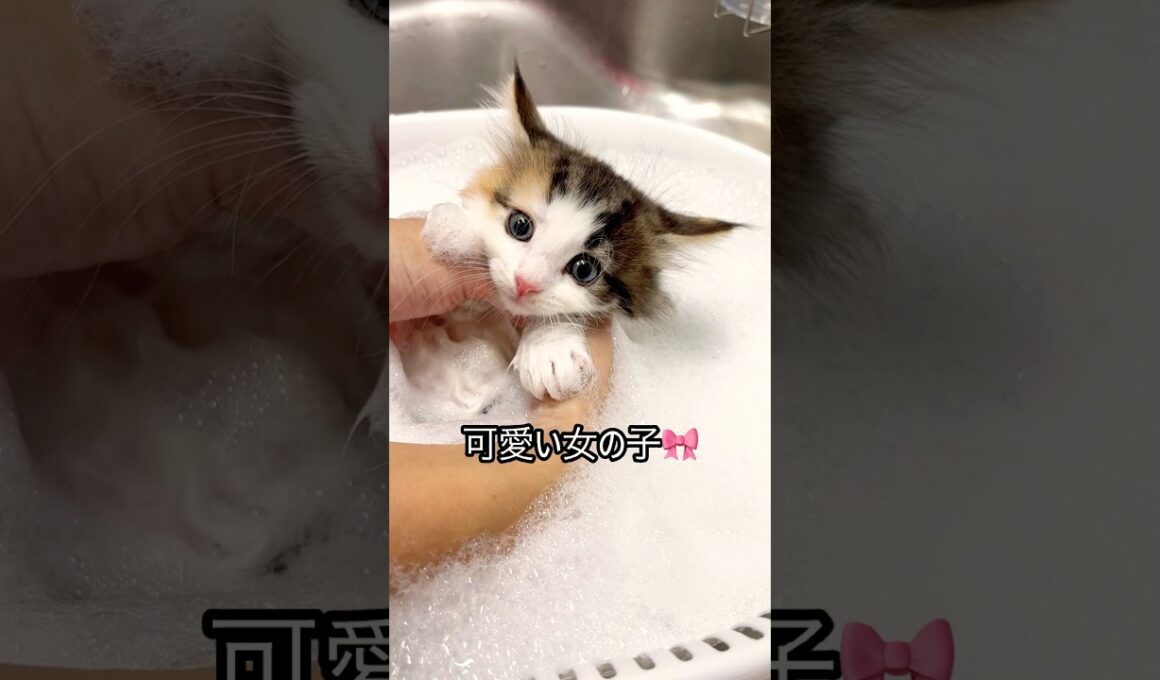 子猫、生後1ヶ月シャンプー【ノルウェージャンフォレストキャット】