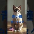 スノーシュー #猫 #cat #好きな子猫 #猫のいる暮らし #子ネコ #猫のいる生活 #元気になる動画 #元気になる動画 #猫好きさんと繋がりたい #元気お届け