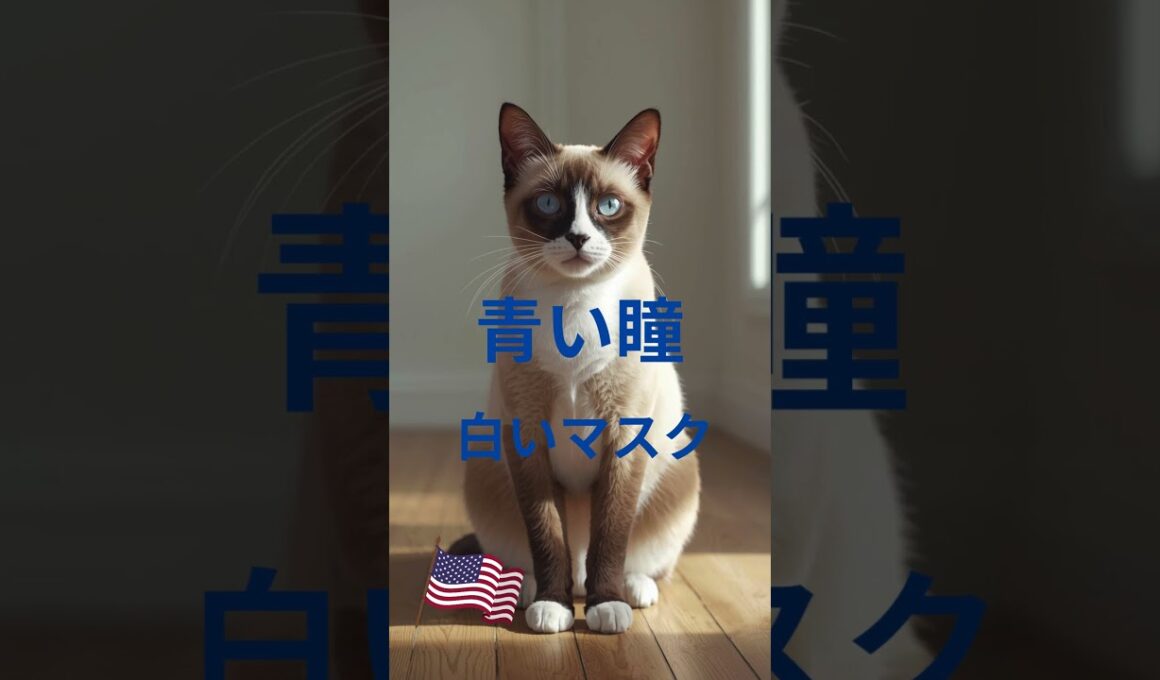 スノーシュー #猫 #cat #好きな子猫 #猫のいる暮らし #子ネコ #猫のいる生活 #元気になる動画 #元気になる動画 #猫好きさんと繋がりたい #元気お届け